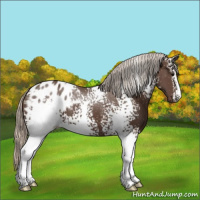 Horse Color:White Spotted Silver Black Appaloosa