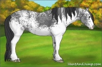 Horse Color:White Spotted Black Ice 