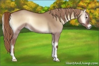 Horse Color:Red Dun Onyx 