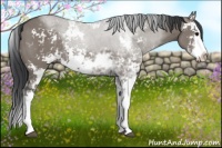 Horse Color:Grullo Sabino Splash Rabicano