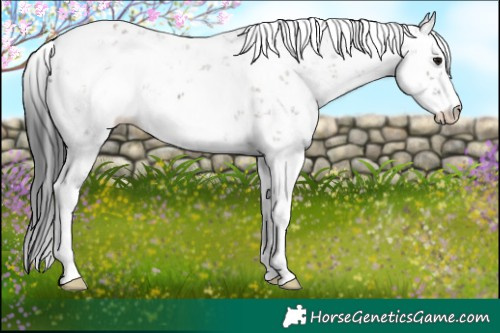 Horse Color:Grullo Sabino 
