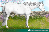 Horse Color:Grullo Sabino