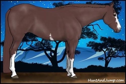 Horse Color:White Spotted Chocolate Black Sabino 