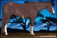 Horse Color:White Spotted Chocolate Black Sabino 