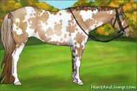 Horse Color:White Spotted Brown Pearl Rabicano
