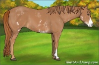 Horse Color:White Spotted Chestnut Frame 