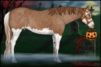 Horse Color:Chestnut Splash