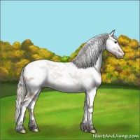 Horse Color:Silver Grullo Sabino Appaloosa 