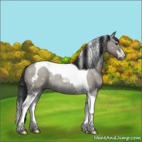 Horse Color:Grullo Sabino Tobiano Rabicano 