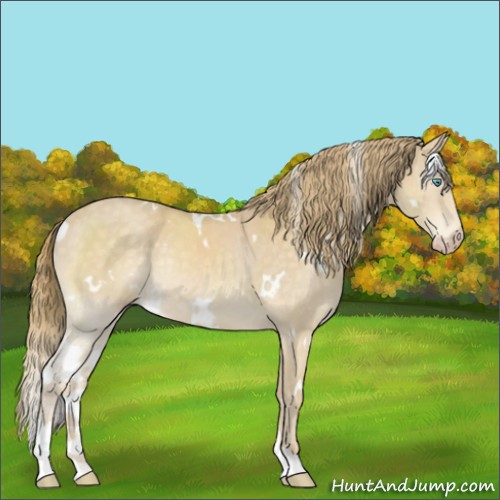 Horse Color:White Spotted Perlino Rabicano