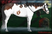 Horse Color:Bay Splash 