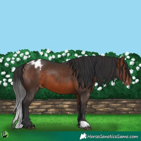 Horse Color:Brown Appaloosa