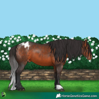 Horse Color:Brown Appaloosa 