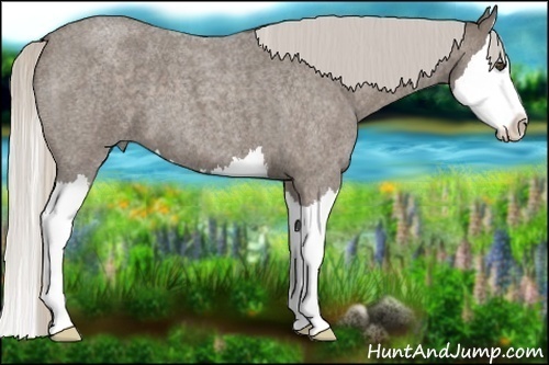 Horse Color:Silver Blue Roan Splash 