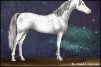 Horse Color:Plaid  Amber Champagne Appaloosa 