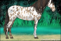 Horse Color:Plaid  Bay Appaloosa 