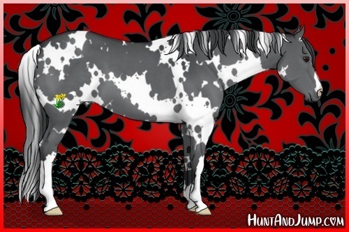 Horse Color:White Spotted Black Chinchilla 