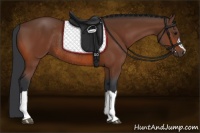 Horse Color:Bay Rabicano
