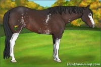 Horse Color:White Spotted Brown 