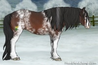 Horse Color:White Spotted Bay 