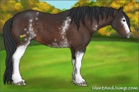 Horse Color:White Spotted Brown 