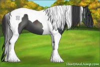 Horse Color:Black Tobiano 