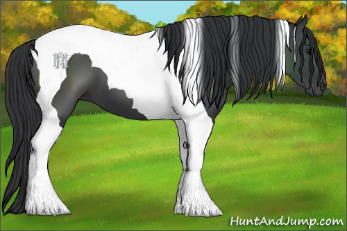 Horse Color:Black Tobiano 