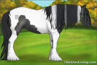 Horse Color:Black Tobiano 