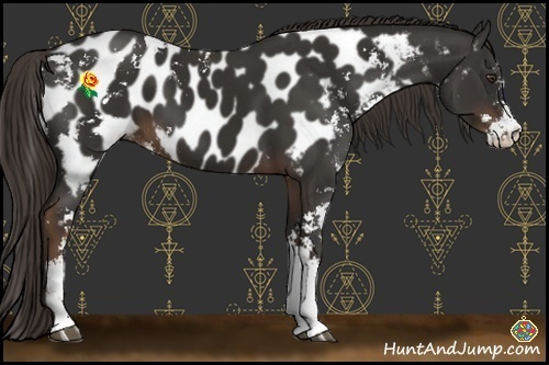 Horse Color:Liver Chestnut Sabino Appaloosa 