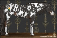Horse Color:Liver Chestnut Sabino Appaloosa