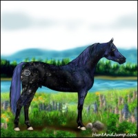 Horse Color:ERROR: UNKNOWN ANOMALY and ERROR: UNKNOWN ANOMALY