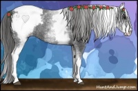 Horse Color:White Spotted Black Appaloosa Rabicano