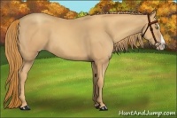 Horse Color:Gold Champagne Splash