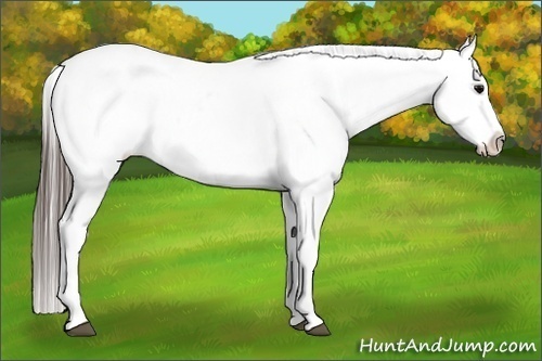 Horse Color:Black Varnish Rabicano 