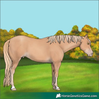 Horse Color:Gold Champagne 