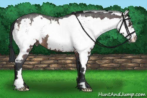 Horse Color:White Spotted Bay Roan Splash Frame 