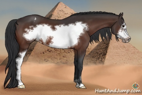 Horse Color:Brown Sabino Frame Varnish