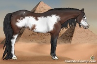 Horse Color:Brown Sabino Frame Appaloosa