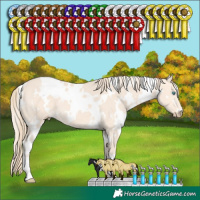 Horse Color:White Spotted Perlino 