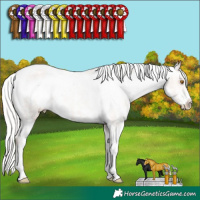 Horse Color:Silver Classic Champagne Sabino Appaloosa