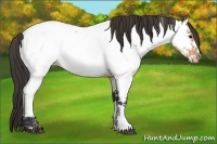 Horse Color:Bay Roan Near Fewspot 