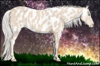 Horse Color:Cremello Near Leopard 