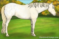 Horse Color:Buckskin Pearl Appaloosa