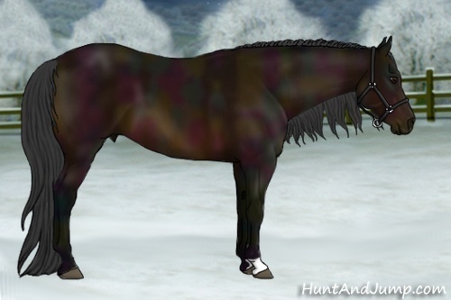 Horse Color:Midnight Bay 