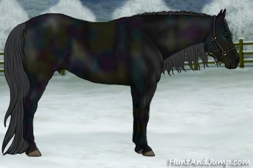 Horse Color:Midnight Black 
