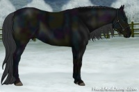 Horse Color:Midnight Black 