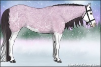 Horse Color:Buckskin Ice Dun Splash 