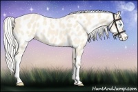 Horse Color:Cremello Leopard 