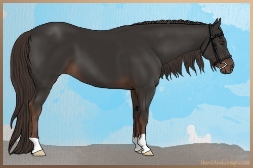 Horse Color:Liver Chestnut 