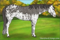 Horse Color:Grullo Sabino Splash  and Grullo Sabino Splash Blanket 